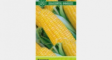 Jak pěstovat gurmánskou sladkou kukuřici?